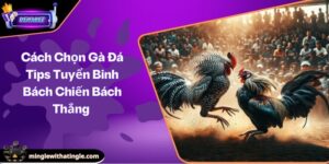 Cách Chọn Gà Đá Tips Tuyển Binh Bách Chiến Bách Thắng