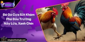 Đá Gà Cựa Sắt Khám Phá Đấu Trường Nảy Lửa, Xanh Chín